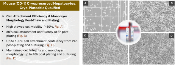妙顺生物 | 优质啮齿类原代肝细胞产品(图2)