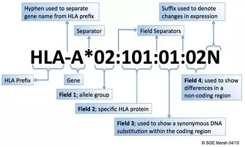 HLA表型(图2)